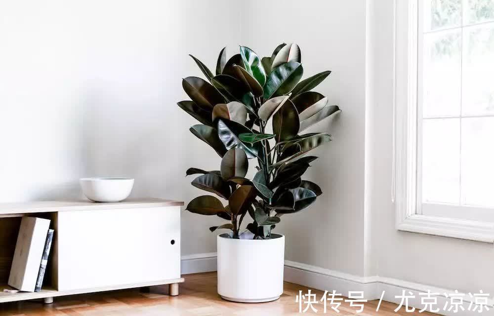 温馨|5种养人花,建议卧室养一盆,促睡眠“养精神”,温馨又大气