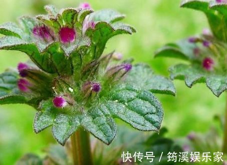 农村|农村里叫做“接骨草”的植物,若是遇到不要错过,其实还治肝炎