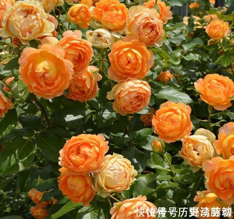 养人|4种花好养易活,旺财又养人,家里养一盆,满屋飘香