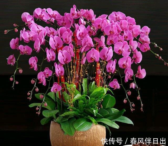 休眠|5种漂亮花,夏天“便宜”也别买,高温养不活,白花钱了