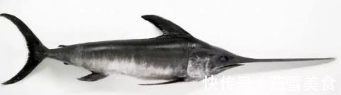 食肉鱼|宝宝吃鱼更聪明?这7种鱼,一口都不能给宝宝吃!