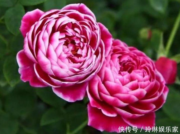 养花就养这几款，花朵小巧玲珑，瑞气盈门、花开富贵