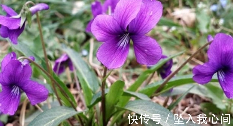 紫花|它若长在你家墙角，千万别铲除，关键时刻能起大作用，请收藏好