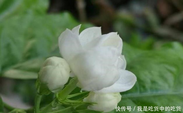 茉莉花僵苗怎么办2个“动作”改过来，新芽又窜满，开花开不停！