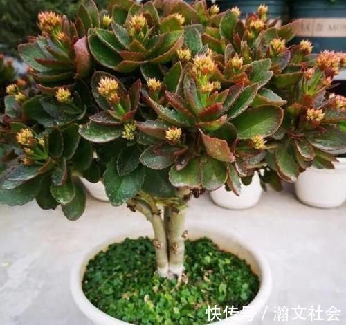 长寿花|养长寿花，将“4忌4喜”进行到底，爆盆开花只是分分钟的事情