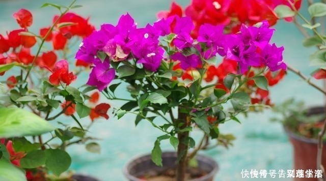 扦插|适合“现在”扦插的“6种花”,动动手,省下很多“买花钱”!