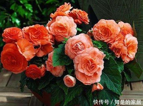 美过|其貌不扬,长得比土豆还丑的根块,却开出美过牡丹、月季的花朵