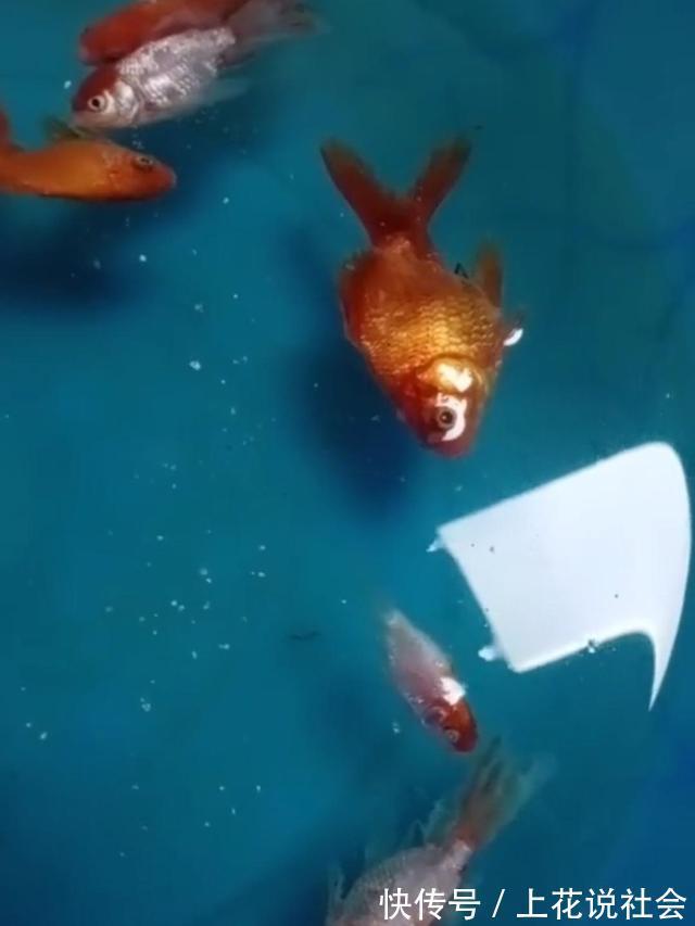 冰块|黑龙江女子网上买小金鱼,到货之后冻成冰块,网友:起锅烧油吧