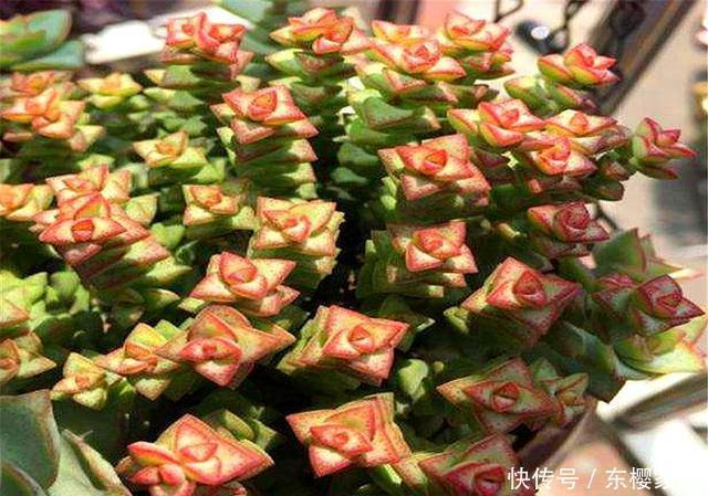 多肉中的“招财王子”,晒一晒就脸红,爆头简单,冬天照样蹭蹭长