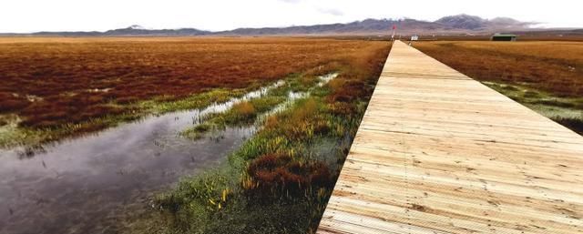 高原|这个地方被称为松潘高原，是西北高原的绿洲、扎营卢加草原、秀美牛羊成群的