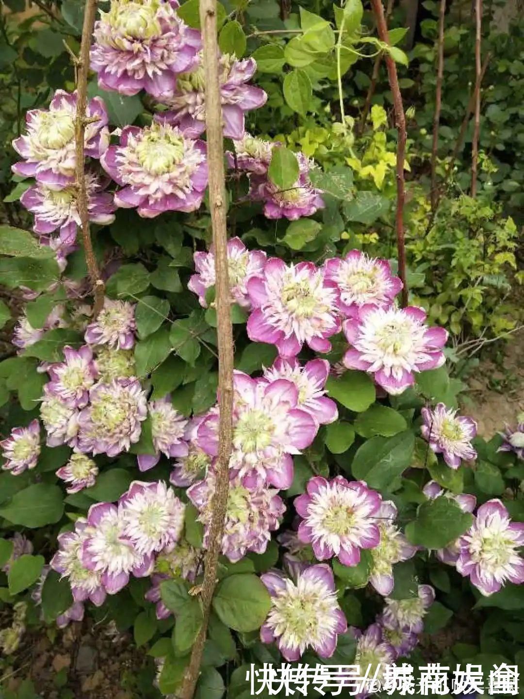 耐旱|超级耐旱花,整个冬天不浇水,还能胖一圈