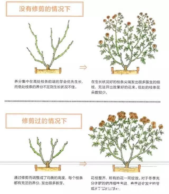 家里有此“4种花”，立春后就得“赶紧”修剪，迟了会影响生长