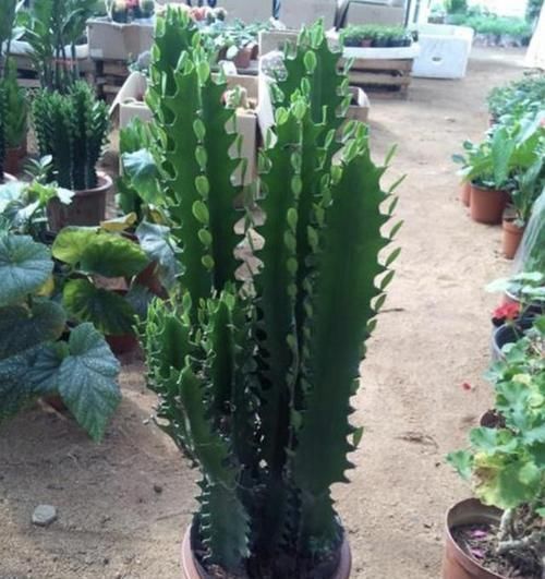 花卉|逛花市，看到“1种花卉”，记得买回家，被称为“镇宅花”，好养