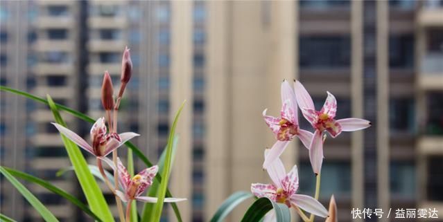 养兰花，注意这2点，兰花不烂根，不易腐，叶绿又亮，花朵呼呼开