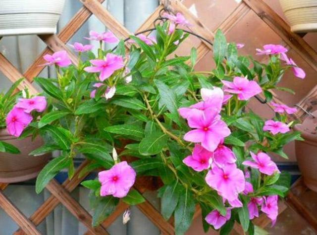 最好养的花,一粒种子繁殖一大盆,几乎全年开花,快养上一盆吧