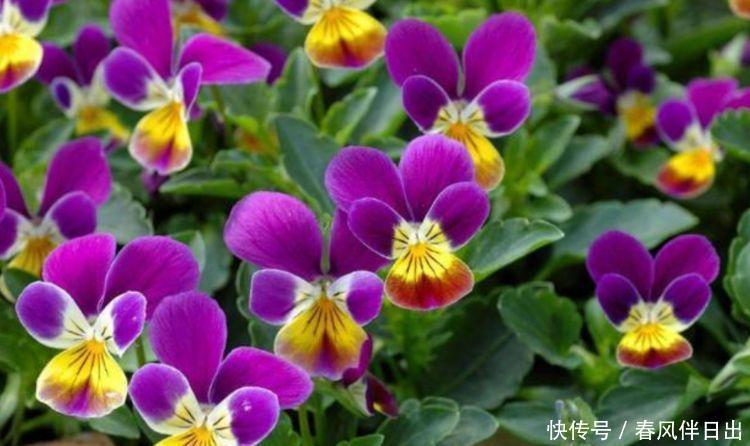 颜值超高的3款花,盛开时繁花似锦,花色美轮美奂