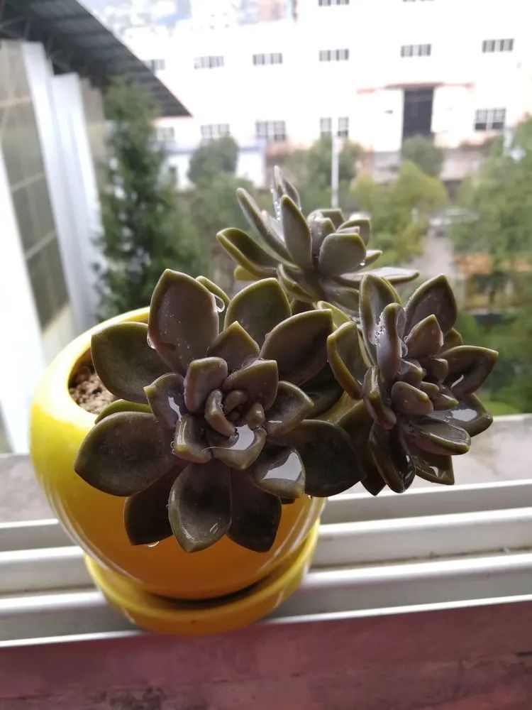 养多肉两年，200多盆养死的不到10盆，记录点点滴滴！