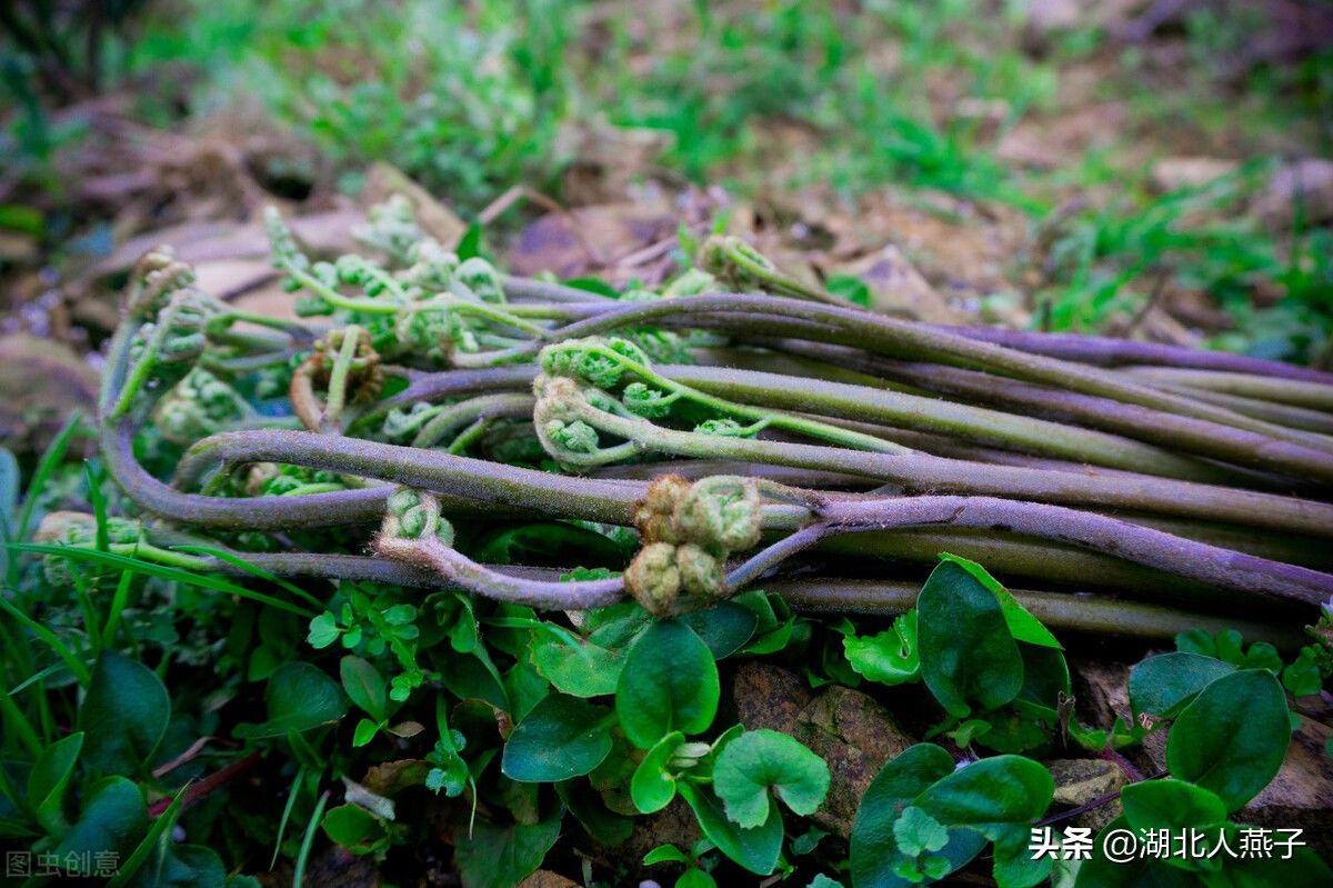 野菜|49种野菜大图片，带你见识不同的野菜和吃法，你想要的野菜这里有