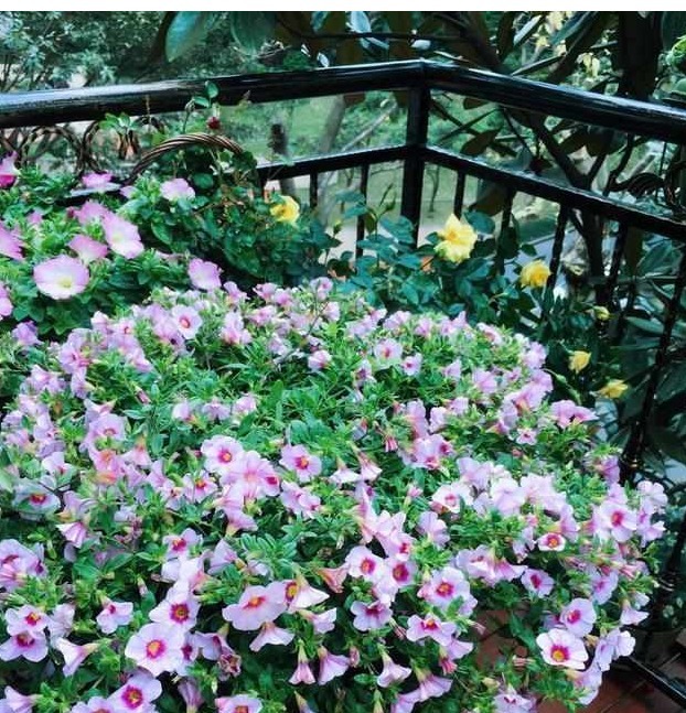 我在自家庭院种以下花，邻居闻到花香，纷纷赶过来观赏