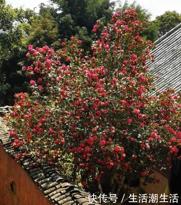 50年的桂花树,卖了5万块钱,大家觉得值吗!