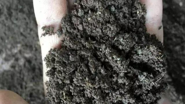 这3种“垃圾”,用来养花,10年不用换盆土,花儿轻松“长爆盆”