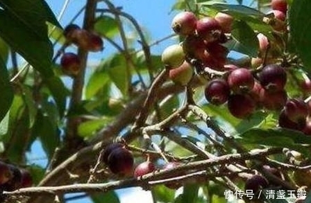 狗枣|农村最常见的7大野果,第五种果实藏在枝叶当中