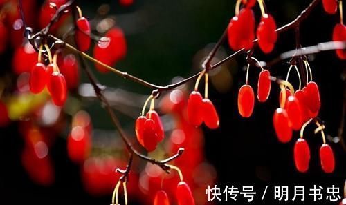 营养成分|女性养生,不妨常吃3种食物,排毒养颜,调经补血,活出美丽自己