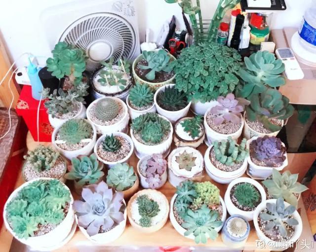 雨水|10种不能淋雨的花,淋完雨就死,盆栽养花注意事项