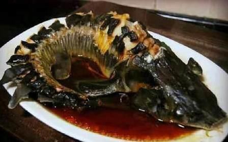 如今|横行了1亿年没有天敌,如今却败在了中国吃货的嘴里