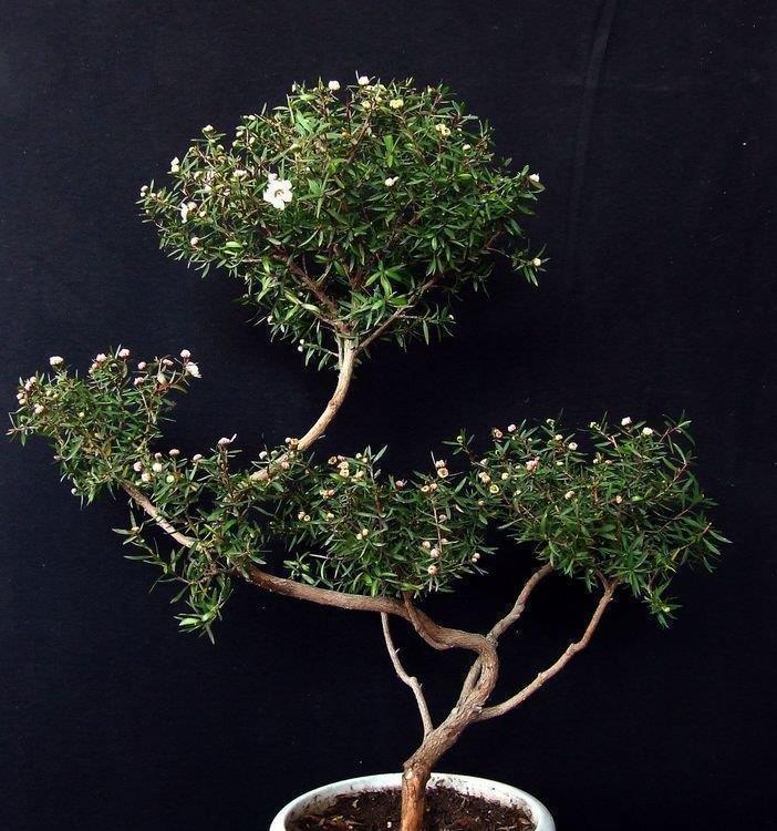 家里就养“4种花”，从年头“香”到年尾，芳香四溢，年年长势旺