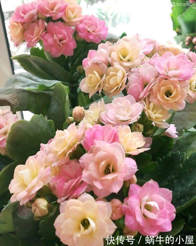 适合10月养的“13种吉祥花”,建议你也养一盆,利健康旺财运