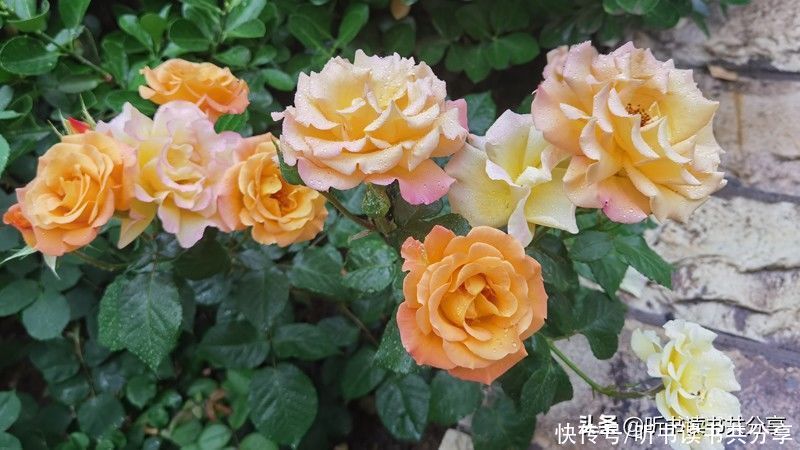 月季|没有最美只有更美的北京月季