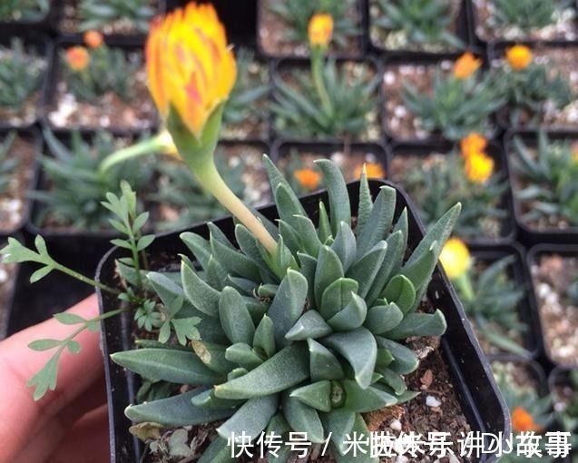 多肉长出“小尾巴”,别犹豫快掐掉,否则易萎蔫,摊成“一张饼”!