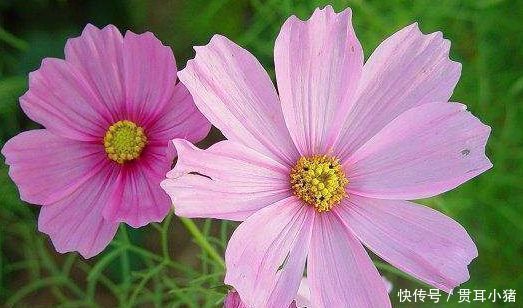 家中养花,试试3种漂亮的花,水果花香,四季开花不断,喜爆盆