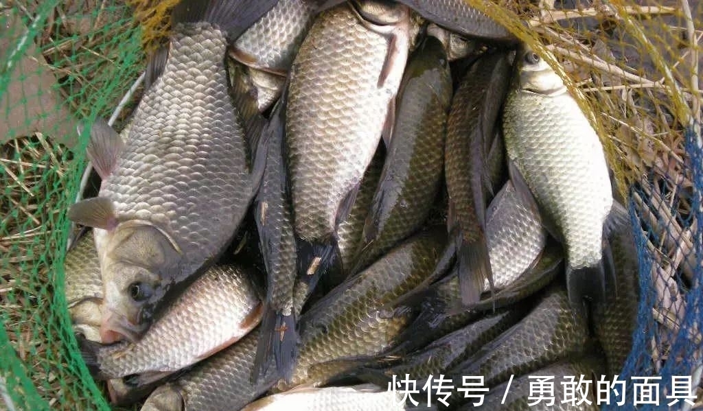 冬季鱼难钓?教你3招,让你连杆上大板鲫