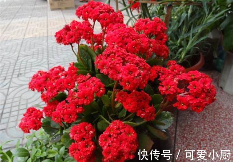 兰花|这6种好活的高颜值植物,老人最爱在家养殖