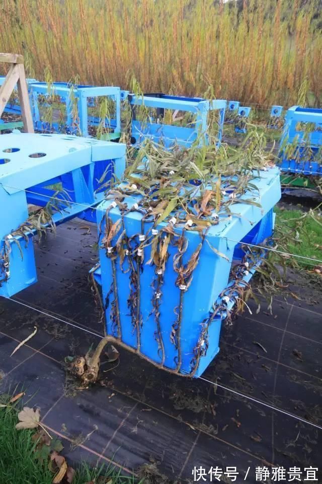 椅子|头一次见这样子的家具,全身上下没有一颗螺丝,生产一把要10年