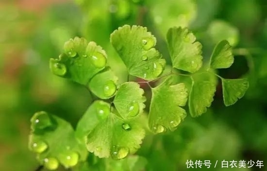 比,花,还,好,看的观叶植物,你知,道几种?