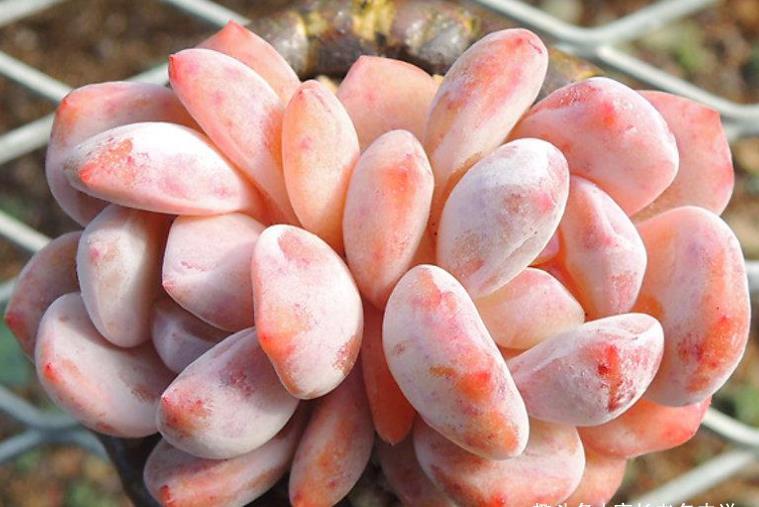 夏季|多肉橙梦露非常漂亮,且越“虐”越美,那么夏季还可以购买吗?