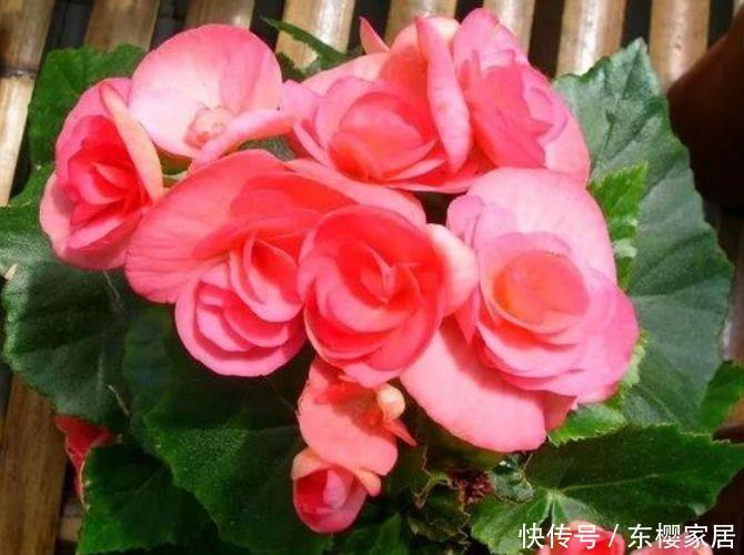 家有庭院看这里,漂亮的四种小花,打造花园小院