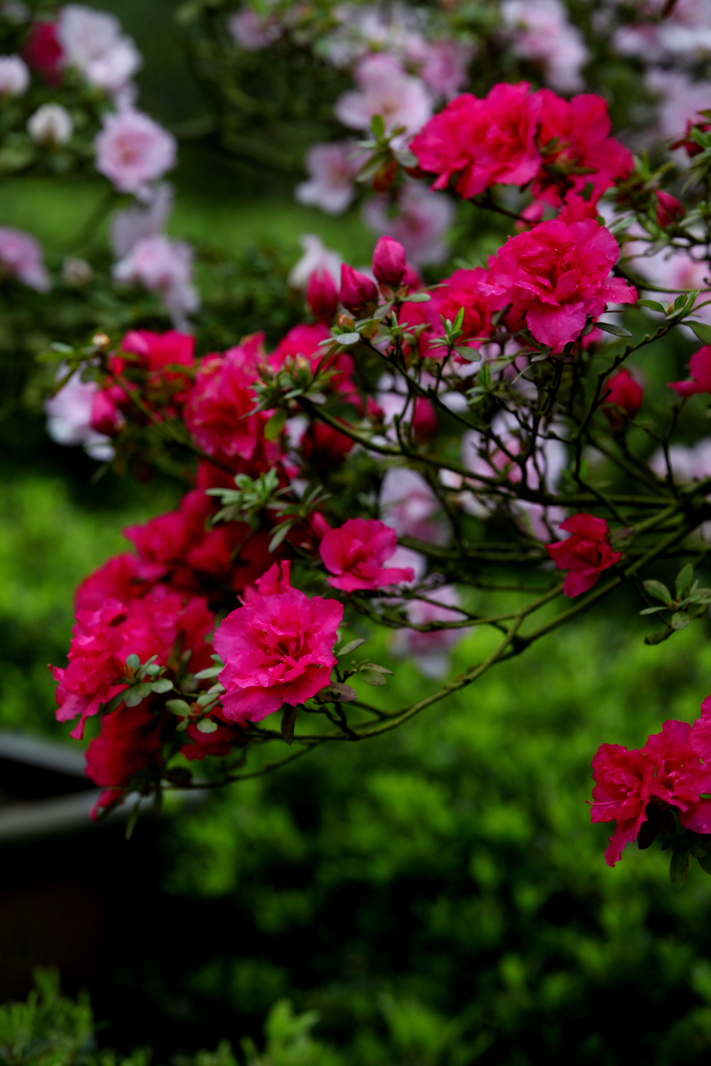 清明时节，龟峰山踏青赏花恰当时