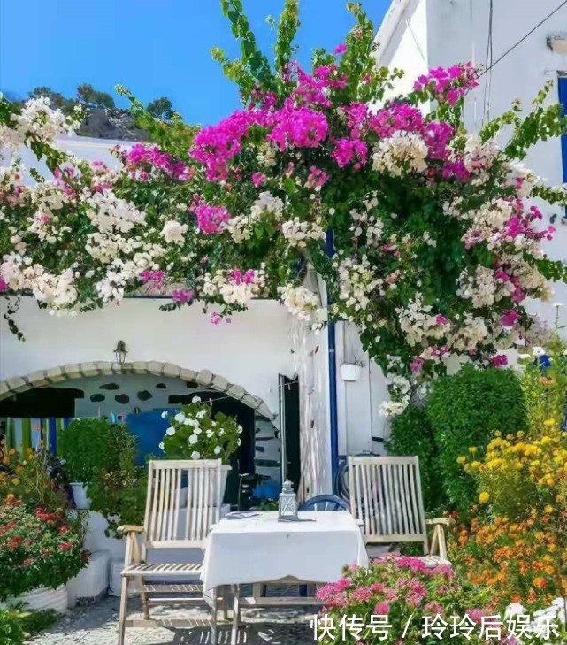 瀑布|颜值超高的漂亮花,好养易活颜值高,容易开成花墙瀑布