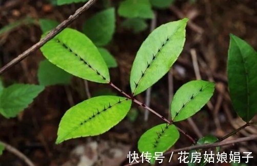 浇水|很好辨认的1种藤本植物,别轻易触碰,却是制作盆景的优良素材