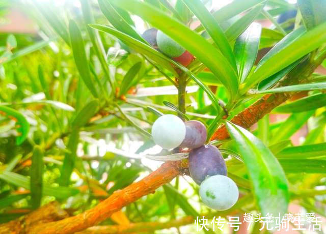 中国传统文化|阳台再小,也能养3种树,小盆就能养,个个都是“传家宝”