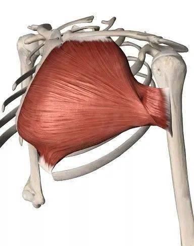 冈下肌|上肢肌肉的解剖，功能、起止点，介绍！（干货收藏）