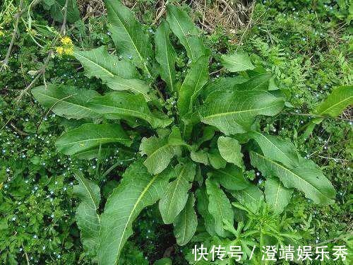 舌头|1种野草叫牛舌头，好多人上山排队挖，竟然有大作用