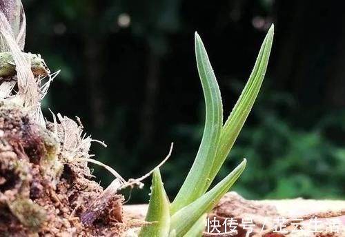 浇水|兰花浇水后,托盘中的剩水要清理吗?兰友:有意想不到的好处