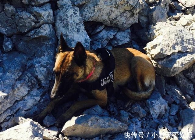 考古学家|狗是天生的“考古学家”?考古犬能嗅出2700年前古墓的位置