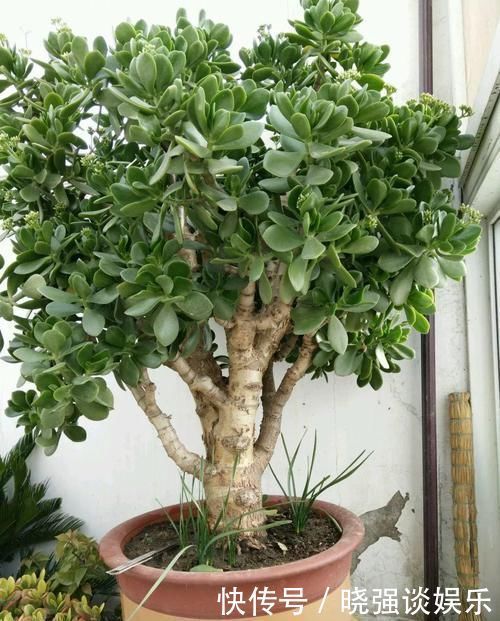 大腿|养了20年的玉树,杆子比大腿还粗,满树白花跟下雪了一样