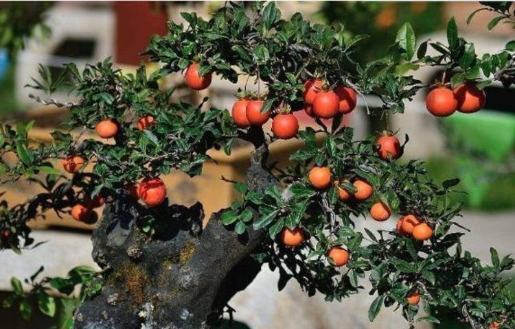 “旺运又招财”的4种花,家里养1盆,添福添财添喜庆